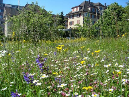 Nach Nein an Urne: Handlungsbedarf für Biodiversität klarer denn je!