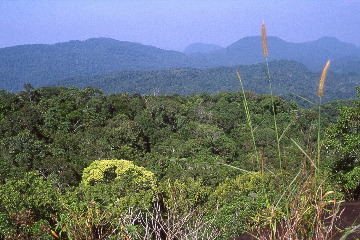 Der Sinharaja-Wald ist der grösste noch verbliebene Rest der einst riesigen Tieflandregenwälder im Südwesten Sri Lankas. © Beat Wartmann