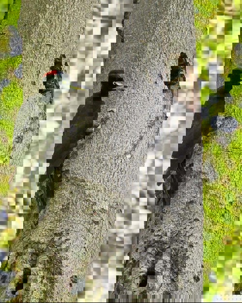 Schwarzspecht Aschoellhorn