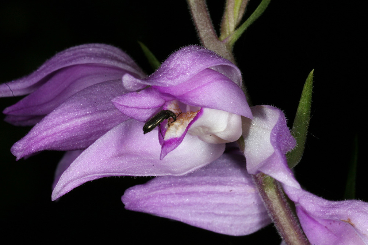 Wald Cephalanthera Rubra 29