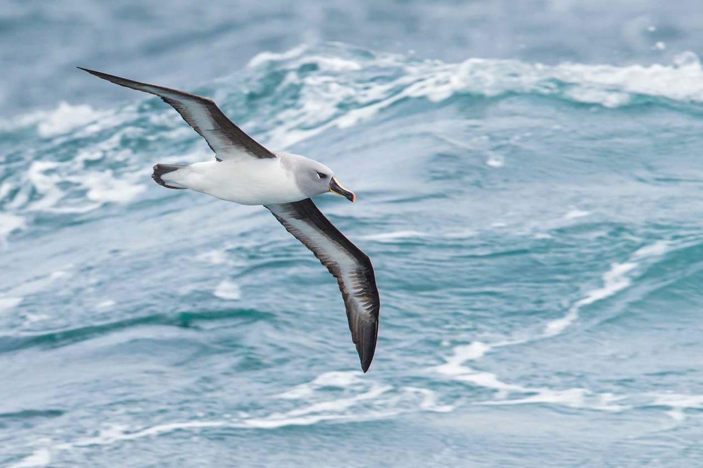 Graukopfalbatrosse umfliegen das Südpolarmeer. Die schnellste aufgezeichnete Reise dauerte nur 46 Tage. © Alamy