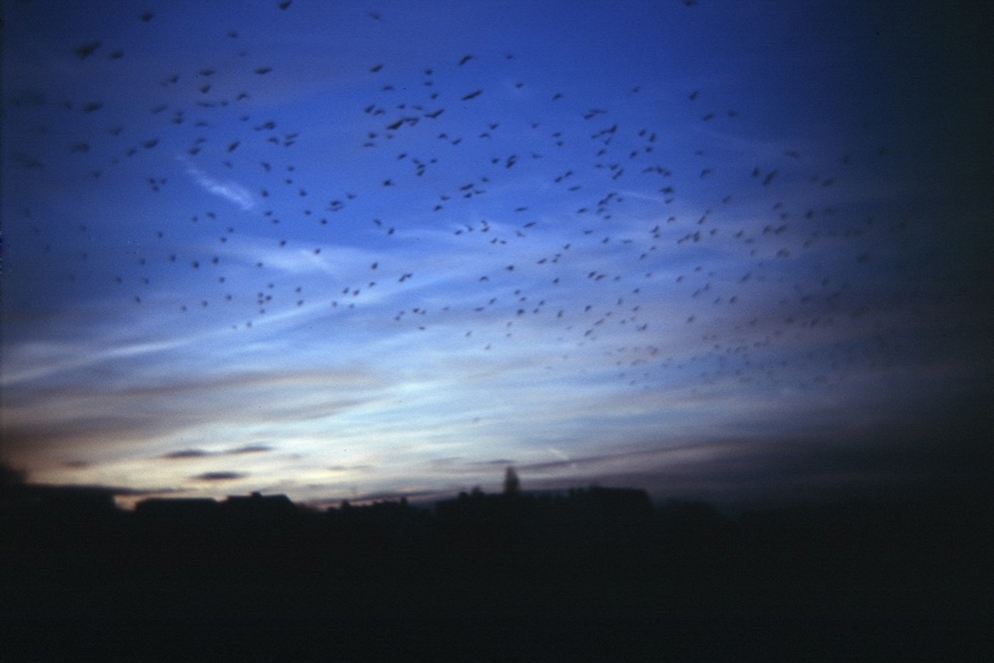 In der Nacht ziehen im Herbst und Frühling Millionen von Kleinvögeln über unsere Köpfe hinweg. © Carolin Seeliger/bobsairport.com/fotofinder.com