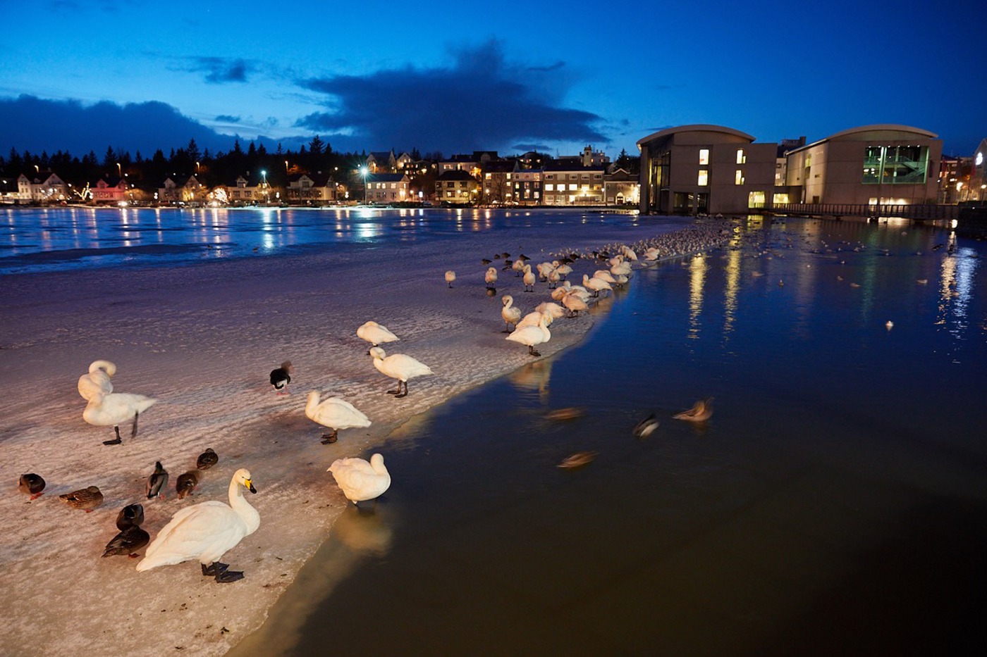 Auch mitten in Reykjavík lassen sich spannende Arten entdecken. © Flurin Leugger (alle)