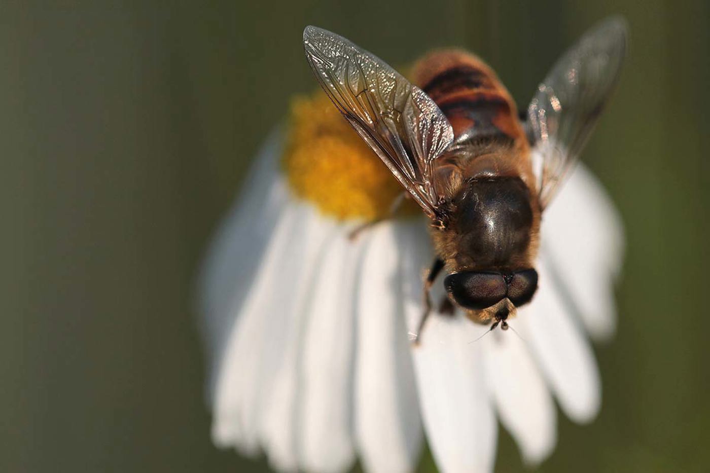 Welches der beiden Tiere ist eine Honigbiene, und welches die Nachahmerin, eine Schwebfliege namens Mist«biene»? Lösung: ganz unten.  © Scott Camazine/mauritius 