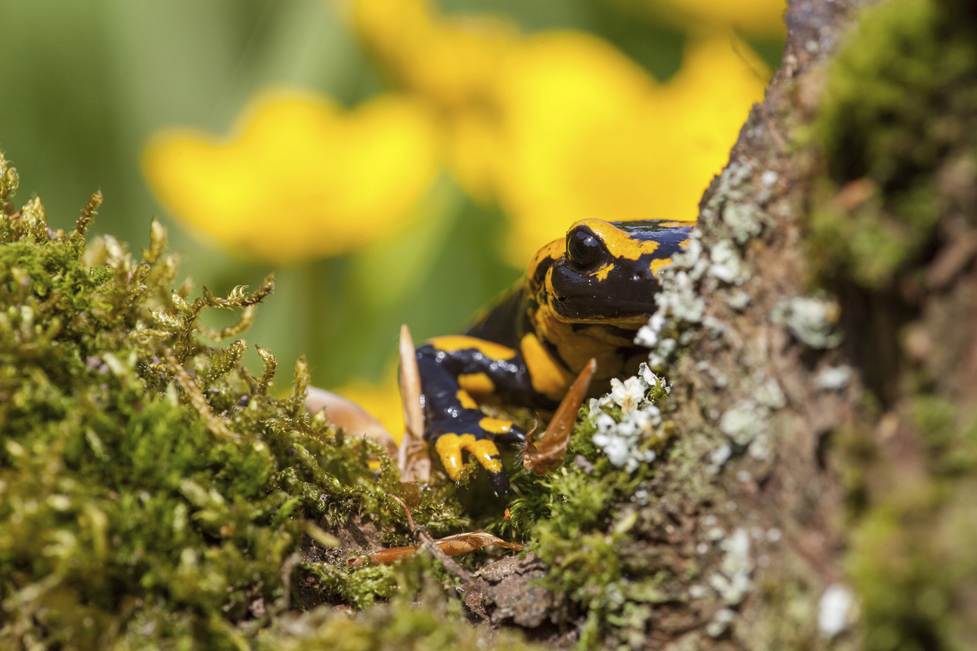 Der Feuersalamander steht in der Schweiz auf der Roten Liste. Sein Lebensraum ist vor allem durch die Entwässerung und Verbauung von Larvengewässern gefährdet. © mauritius/J. Borris