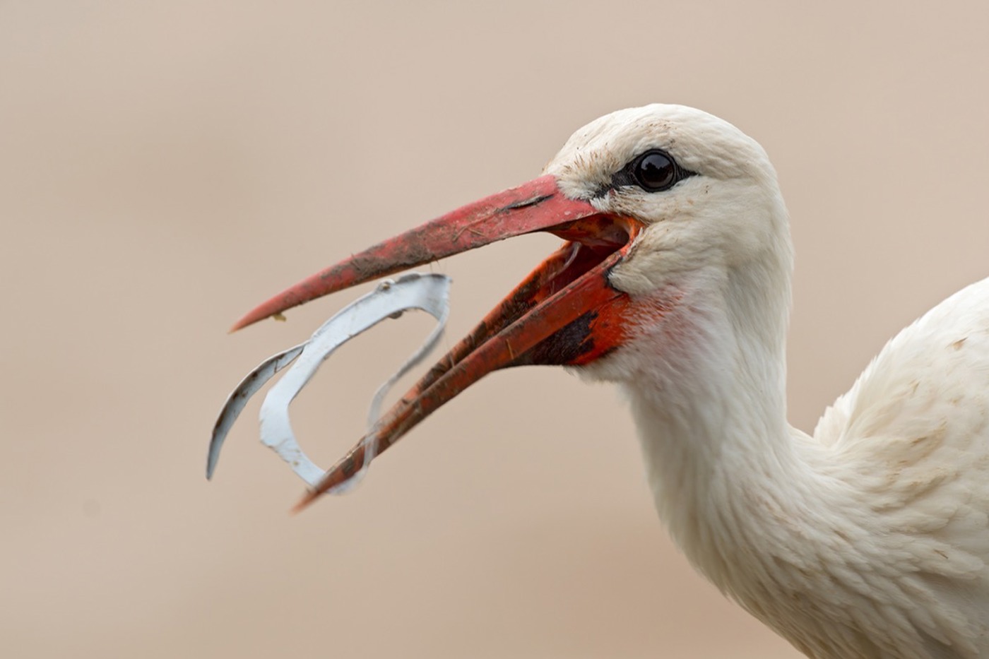 Dieser Storch weiss nicht, dass der vermeintliche Wurm unverdaulich ist. © Lorenz Heer