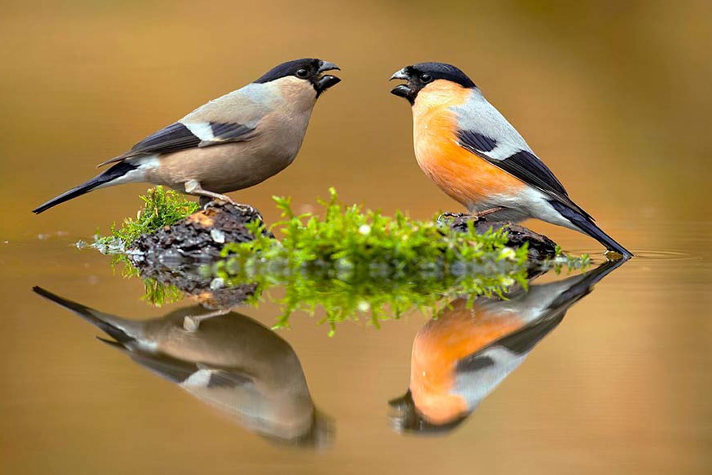 Gimpel leben das ganze Jahr über in Paaren. © mauritius images Gimpel leben das ganze Jahr über in Paaren. © mauritius images