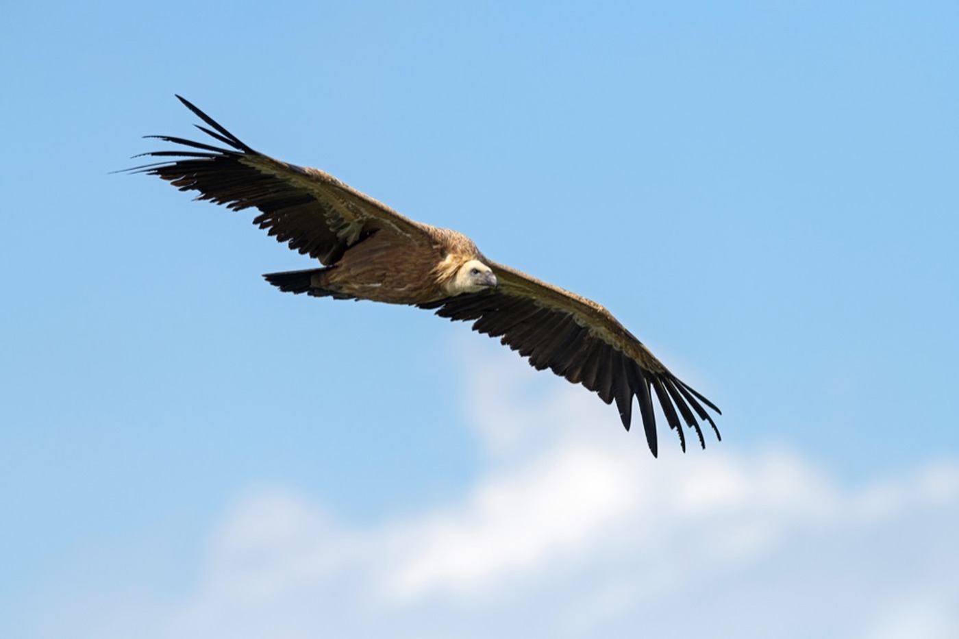 Atemberaubend, so ein Gänsegeier im Anflug. Dieser hier wurde im Justistal BE fotografiert. © Eric A. Soder