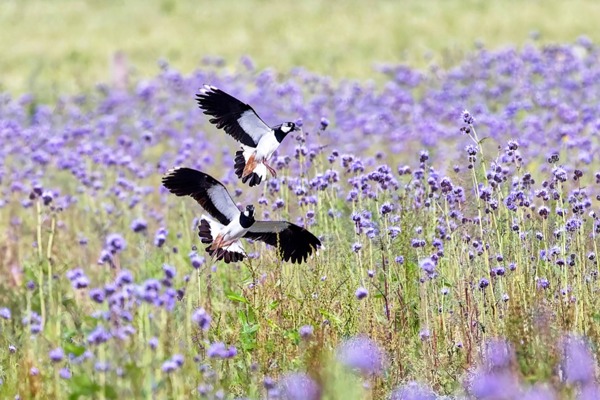 Kiebitze Adult Phacelia © Wendelin Kessler Kopie 2