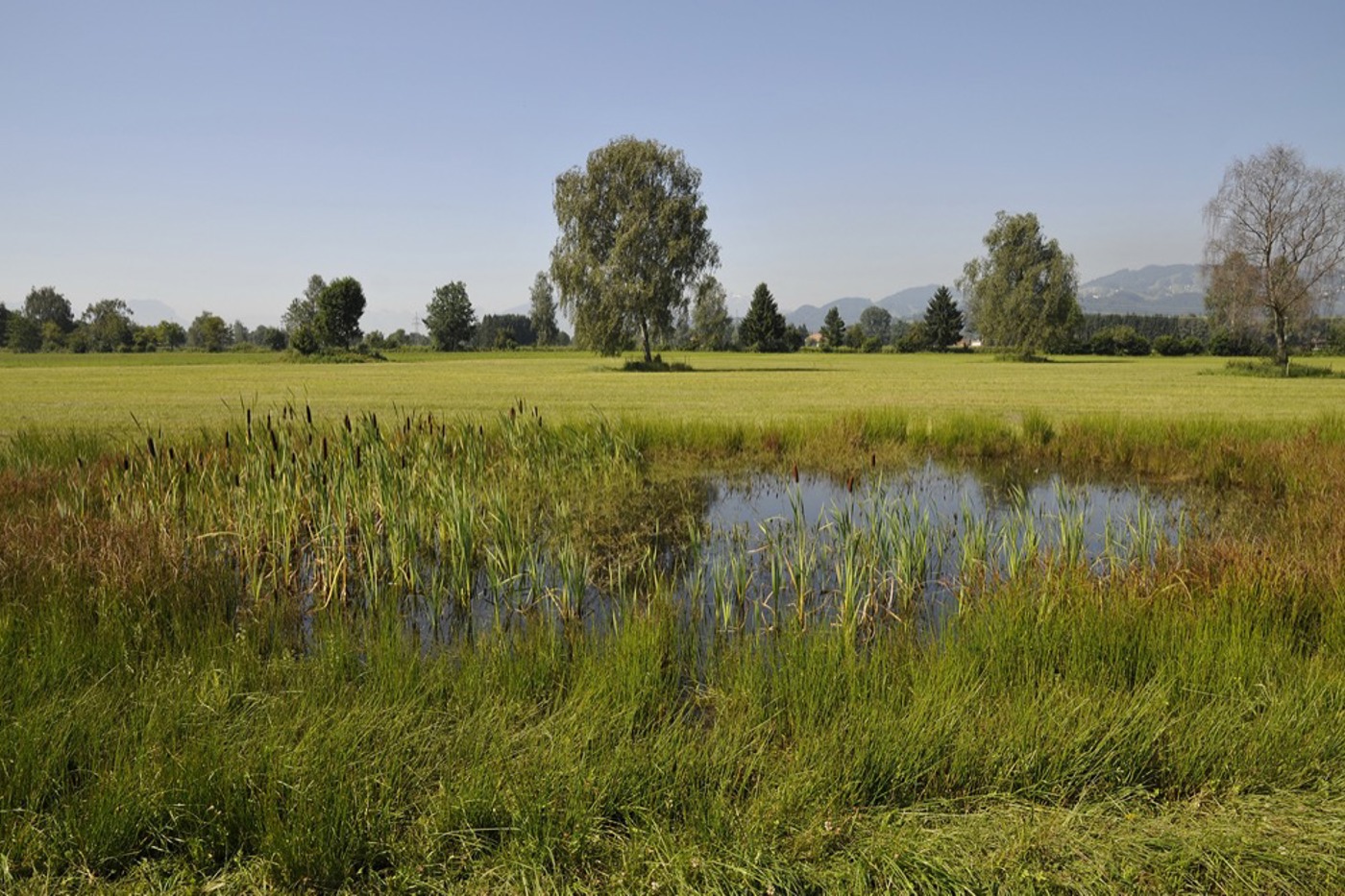 Das Auer Ried gehört zu einem ganzen Komplex aus  Natura-2000-Gebieten zwischen Lustenau, Bregenz und Dornbirn. © Markus Grabher