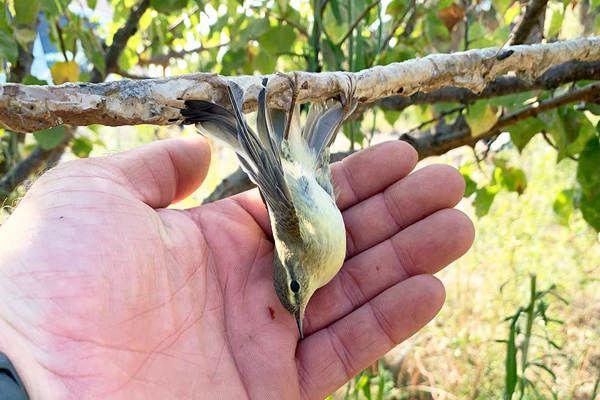 Willow Warbler Caught On Limestick In Famagusta District. Autumn 2022