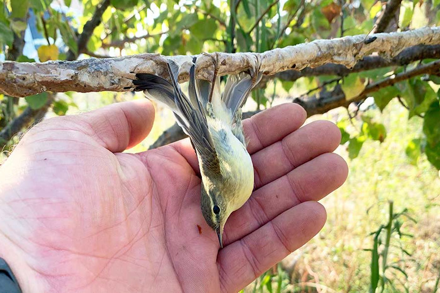 Dieser Zilpzalp wurde noch lebend an einer Leimrute gefunden. © BirdLife Zypern