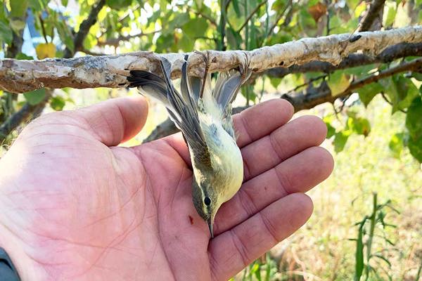 Willow Warbler Caught On Limestick In Famagusta District. Autumn 2022 Willow Warbler Caught On Limestick In Famagusta District. Autumn 2022