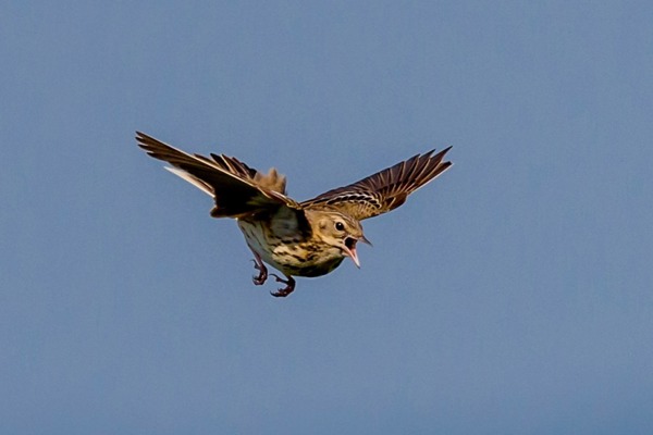 SV 01580212 SV 01580212