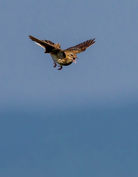 Rettungsnetz für die Vögel