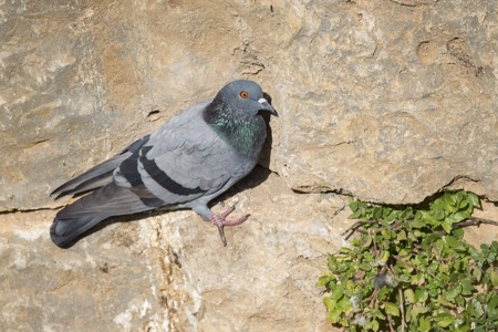 Columba erobert die Welt