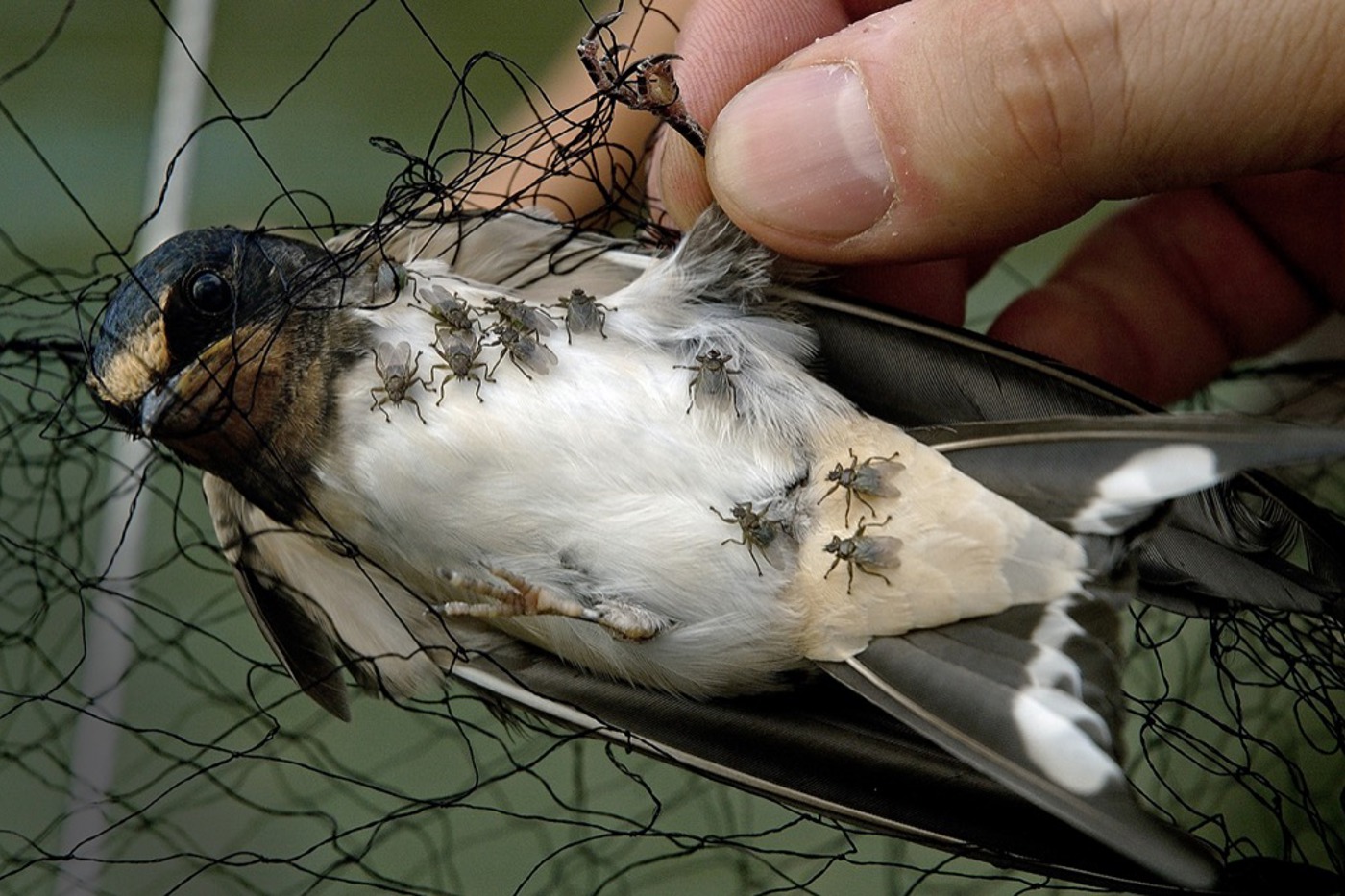 Bei dieser Beringungsaktion ging nicht nur eine Rauchschwalbe ins Netz, sondern auch eine  ganze Schar Lausfliegen. © Jean-Lou Zimmermann/BIOS/OKAPIA