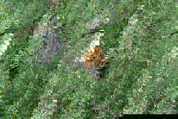 Pilze P6050727schwefelporling Pilze P6050727schwefelporling