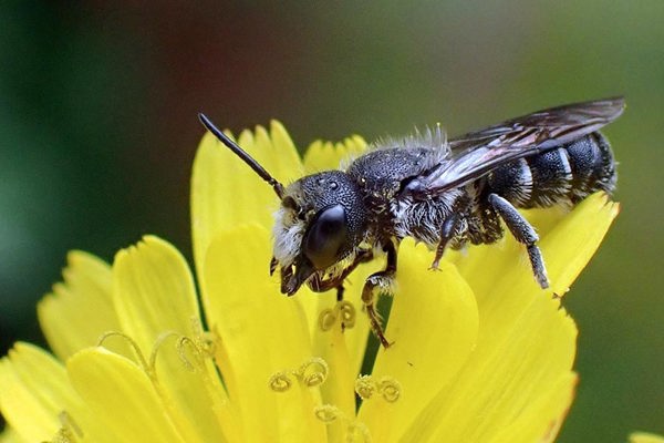 Bee 6490227 Bee 6490227