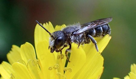 Ernteausfälle wegen Insektensterben