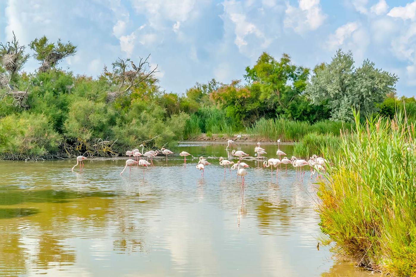 Die Flamingos sind im Flussdelta der Rhone kaum zu übersehen.  © mauritius images