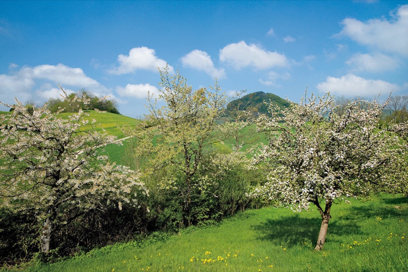 Ein typisches Frühlingsbild im Jurapark Aargau: blühende Kirschbäume am Fuss der Staffelegg. © Renato Bagattini