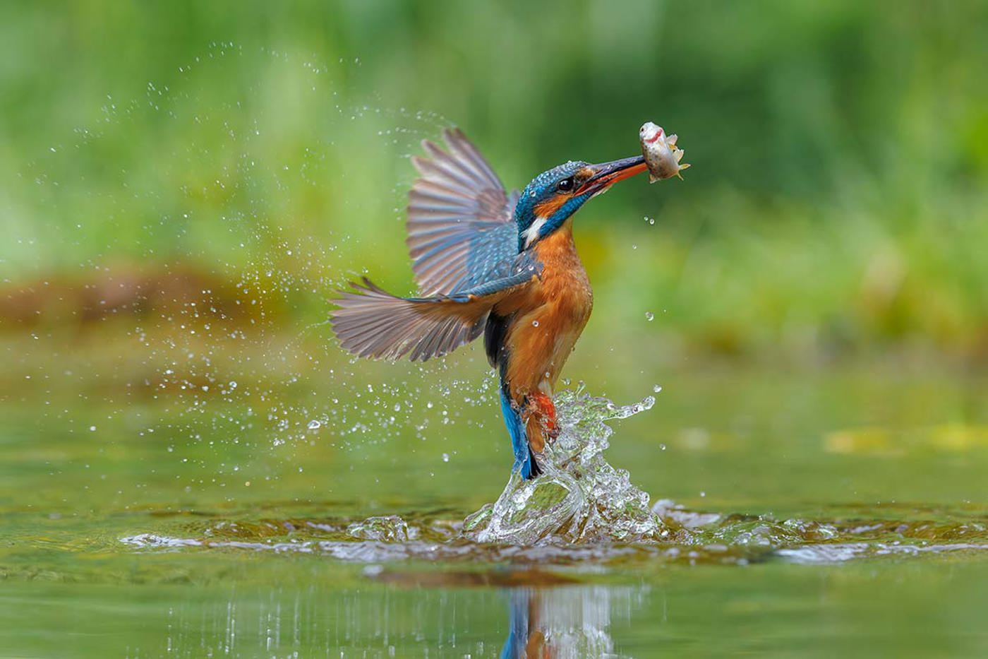 Stosstauchend erbeutet der Eisvogel im seichten Wasser kleine Fische.  © Patrick Donini