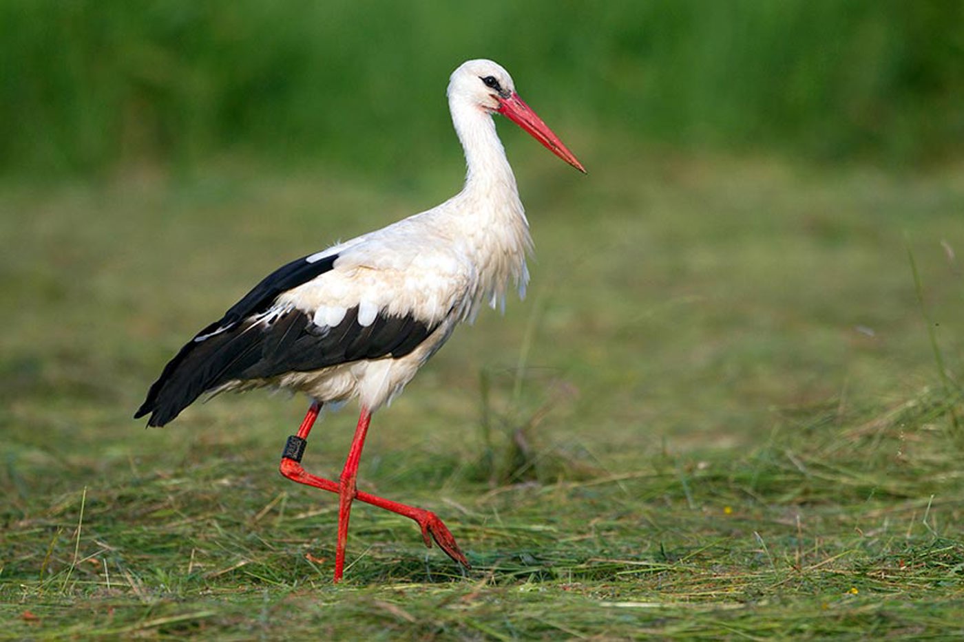 Weissstörche finden frisch gemähte Wiesen innert Minuten anhand des Geruchs. © Hans Glader