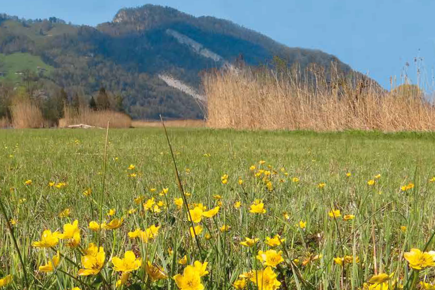 Zahlreiche Fachleute kritisierten den ungenügenden Aktionsplan von 2017. Als Reaktion wurde ein Aktionsplan der Zivilgesellschaft veröffentlicht. © BirdLife Schweiz