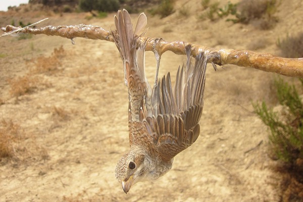 IKB Redbackedshrike Birdlifecyprus