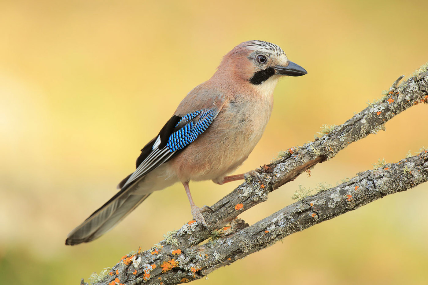 Eichelhäher sind bei uns ganzjährig in lichten Laub- und Mischwäldern mit reicher Strauchschicht und hohem Eichenanteil anzutreffen, aber auch in Pärken sowie Friedhöfen. © Andres M. Dominguez/mauritius Eichelhäher sind bei uns ganzjährig in lichten Laub- und Mischwäldern mit reicher Strauchschicht und hohem Eichenanteil anzutreffen, aber auch in Pärken sowie Friedhöfen. © Andres M. Dominguez/mauritius