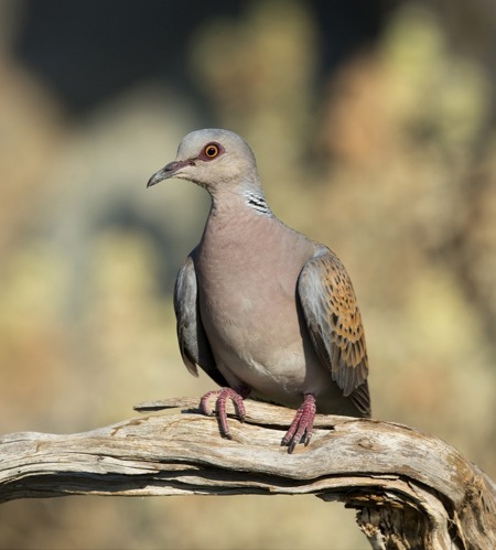 Bedrängter Liebesvogel