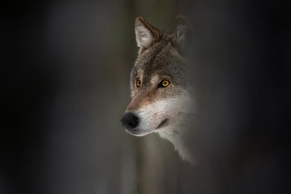 Wolf Istock 1309973023