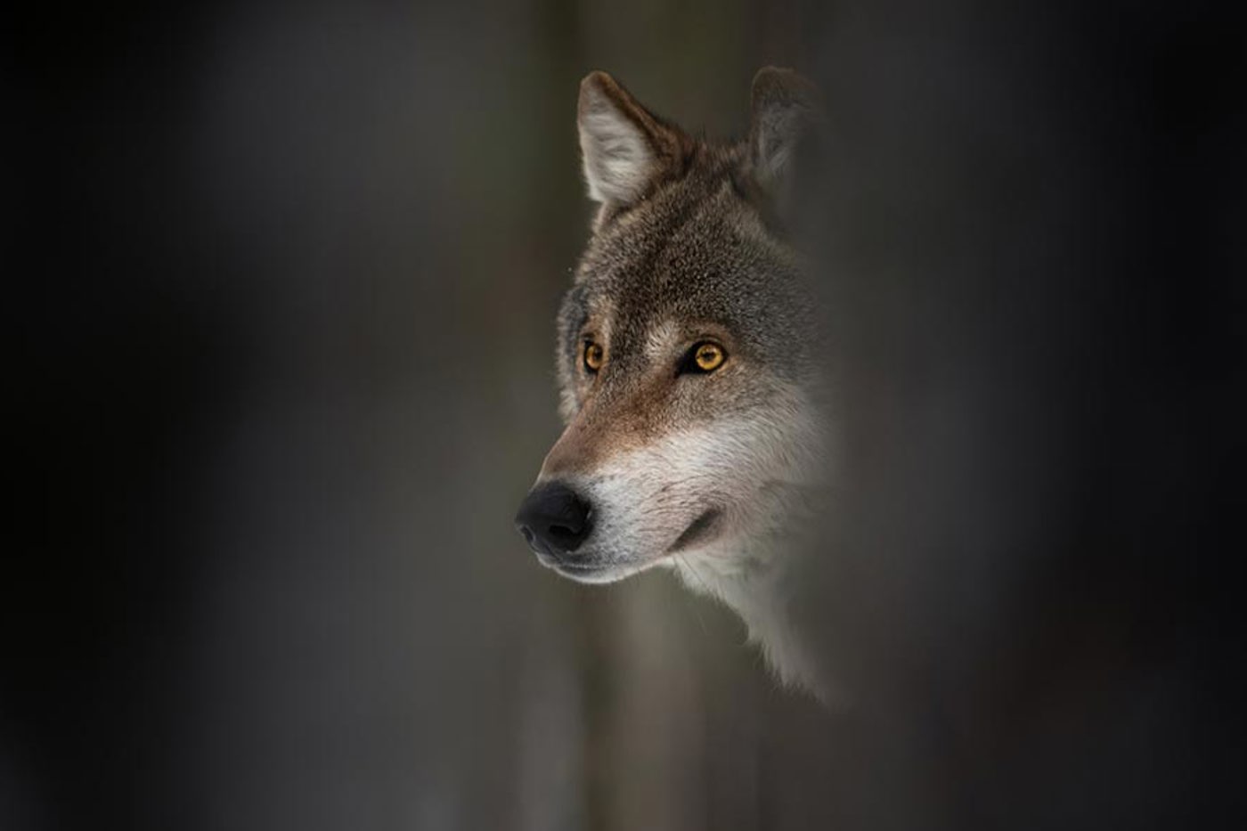 Die Rolle des Wolfs im Bergwald ist wichtig – er reguliert die Hirsche (rechts oben), wodurch Jungwald erst wachsen kann. © iStock