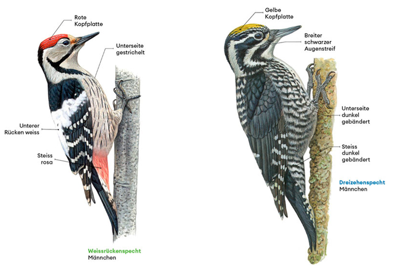 © François Desbordes © François Desbordes