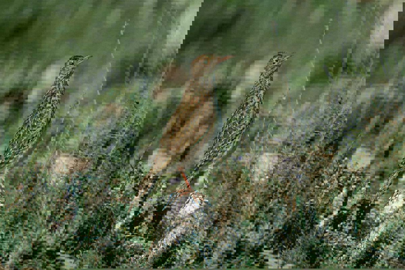 Häufig hält die Dupontlerche während dem Lauf durch die Vegetation inne und kontrolliert die Umgebung. © Raffael Ayé