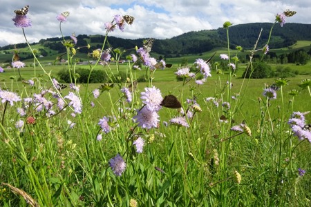 Vielfältige Pflege, vielfältige Flora & Fauna