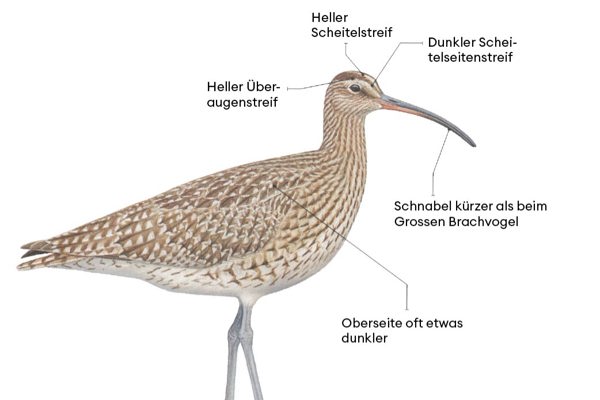 Brachvogel Oben Brachvogel Oben