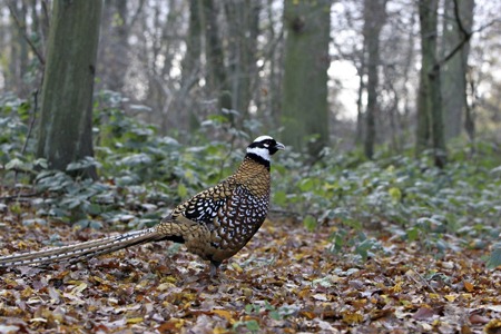 Ornithologie auf Chinesisch