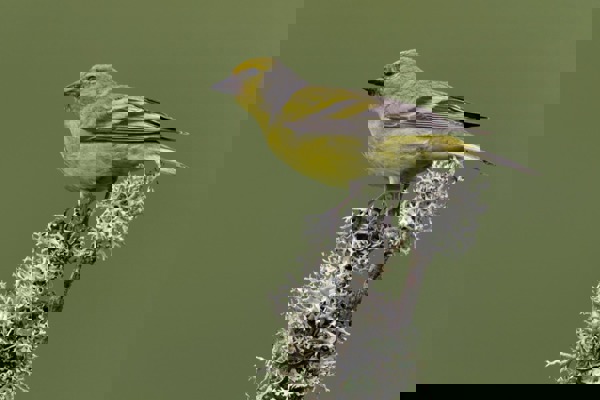 Zitronenzeisig5 Rieben Zitronenzeisig5 Rieben