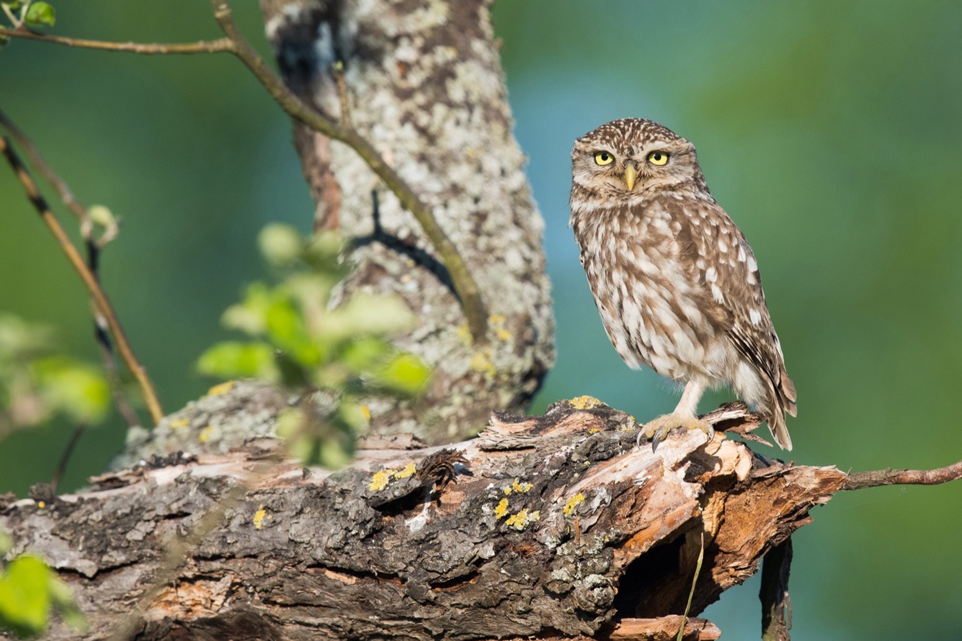 Drei Steinkauzpaare brüteten 2024 in der Nordwestschweiz – ein grossartiger Erfolg für das trinationale BirdLife-Steinkauzprogramm. © Martin Becker