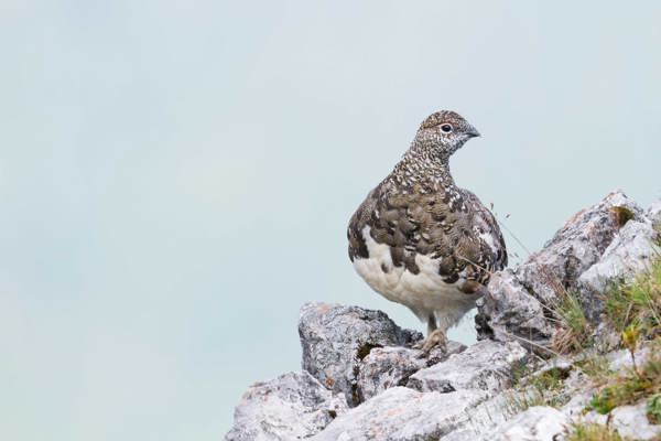 Alpenschneehuhn Rock Ptarmigan Lagopus Muta Ssp. Helvetica, Germany, Adult Male RM 130812 MG 1170