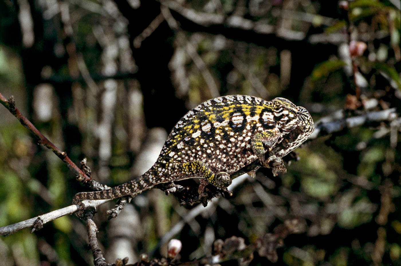 S6 10 Chamaeleon