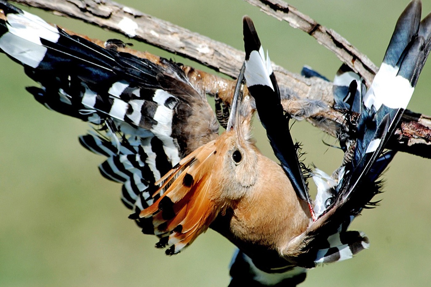 Wiedehopfe benötigen sichere Zugwege ohne illegale Leimruten (Bild) oder Netze, aber auch Nahrung und Brutplätze bei uns im Brutgebiet. © BirdLife Zypern/H. Yorganci