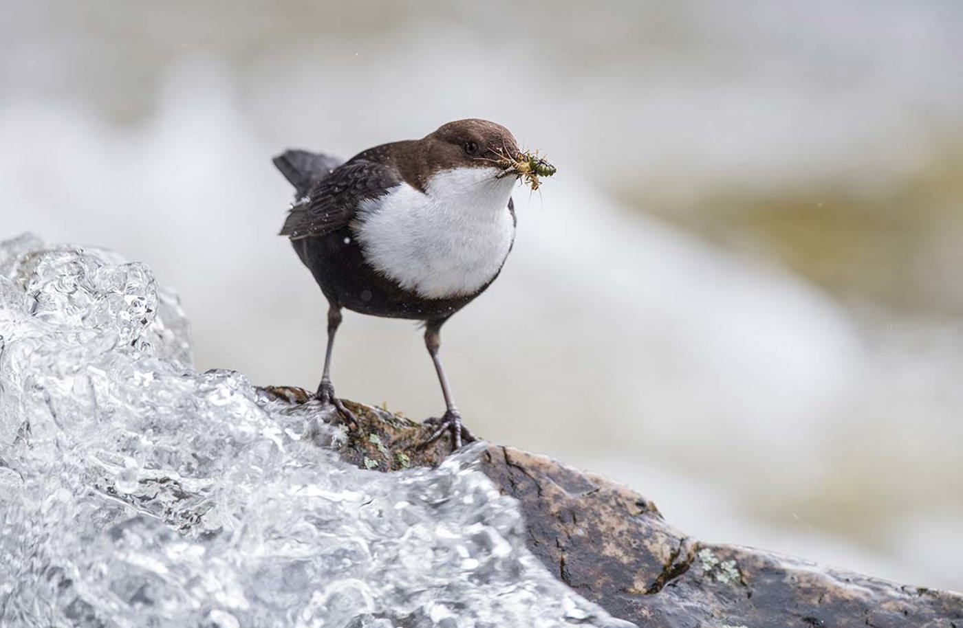 Wasseramsel 032 MG