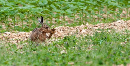 Hopp Hase!