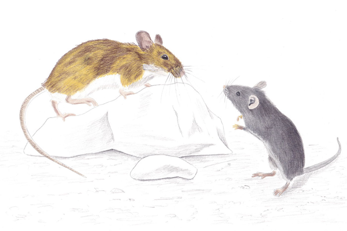 Gelbhalsmaus (links) und Hausmaus. © Fabienne Berstschinger