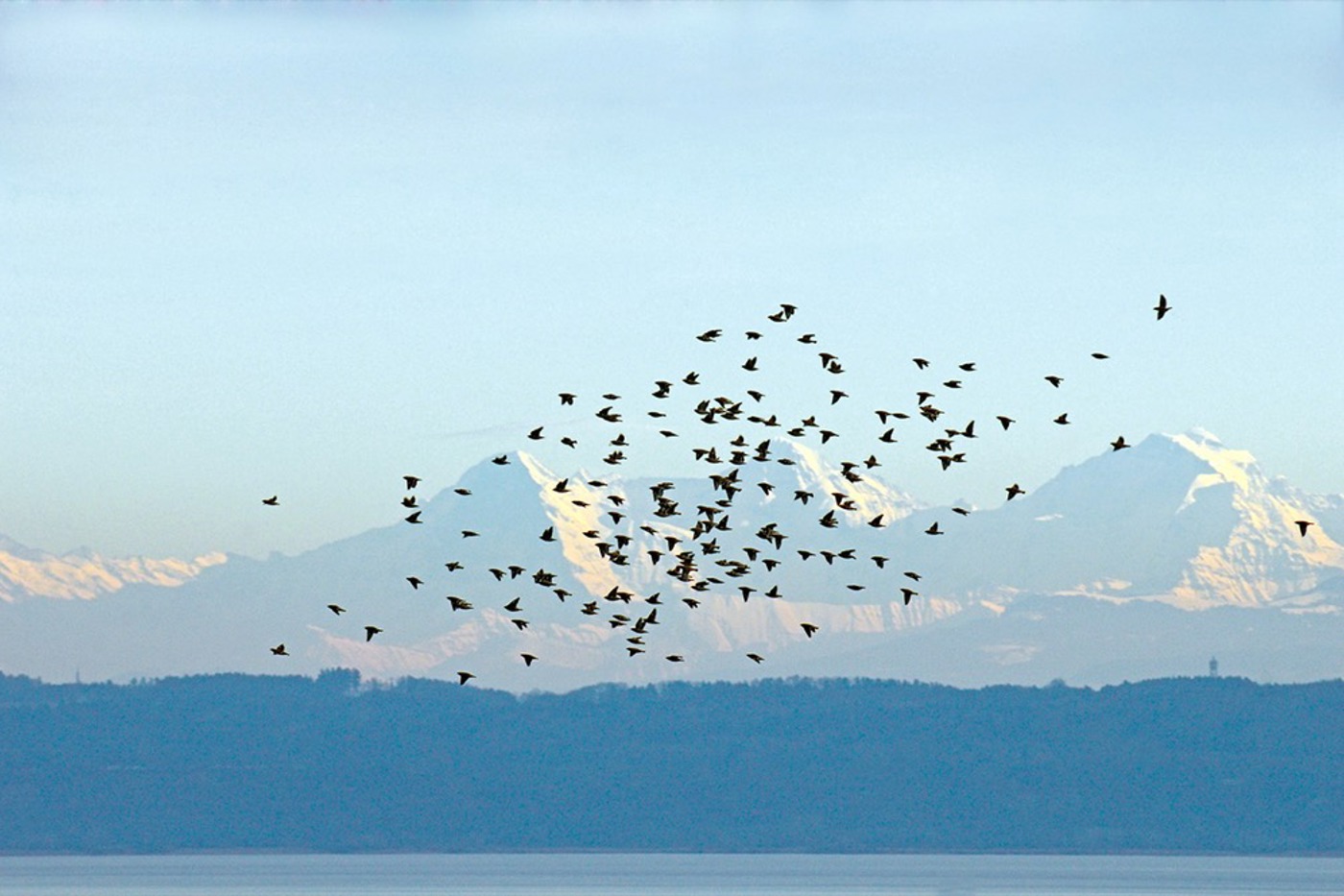 Ein ungewohntes Bild: nordische Seidenschwänze vor den Berner Alpen. © Jean-Lou Zimmermann