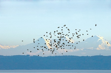 Ein Leben für den Vogelzug