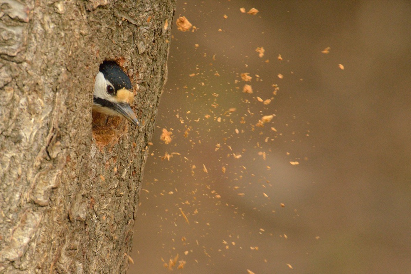 Ein Buntspecht zimmert an der Höhle im alten Kirschbaum, dass die Späne nur so fliegen. © Alain Saunier (alle)